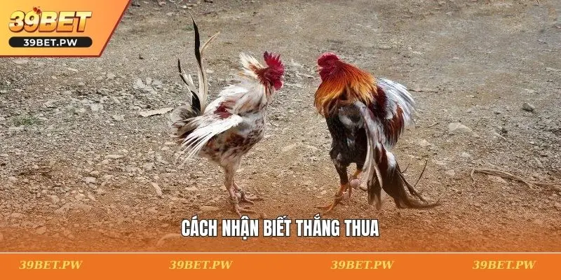 Cách nhận biết thắng thua