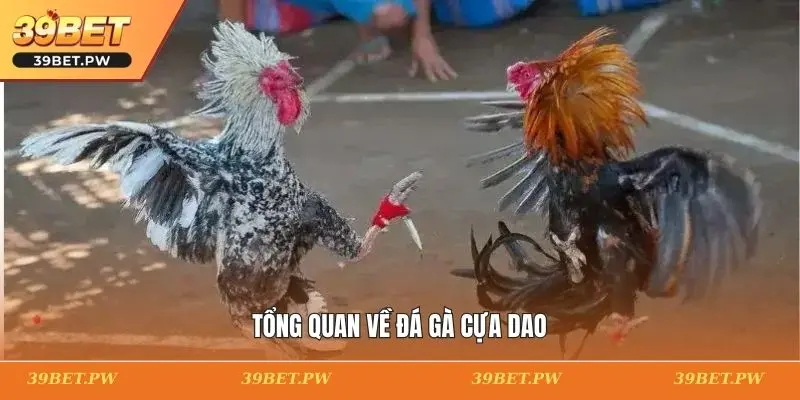 Tổng quan về đá gà cựa dao